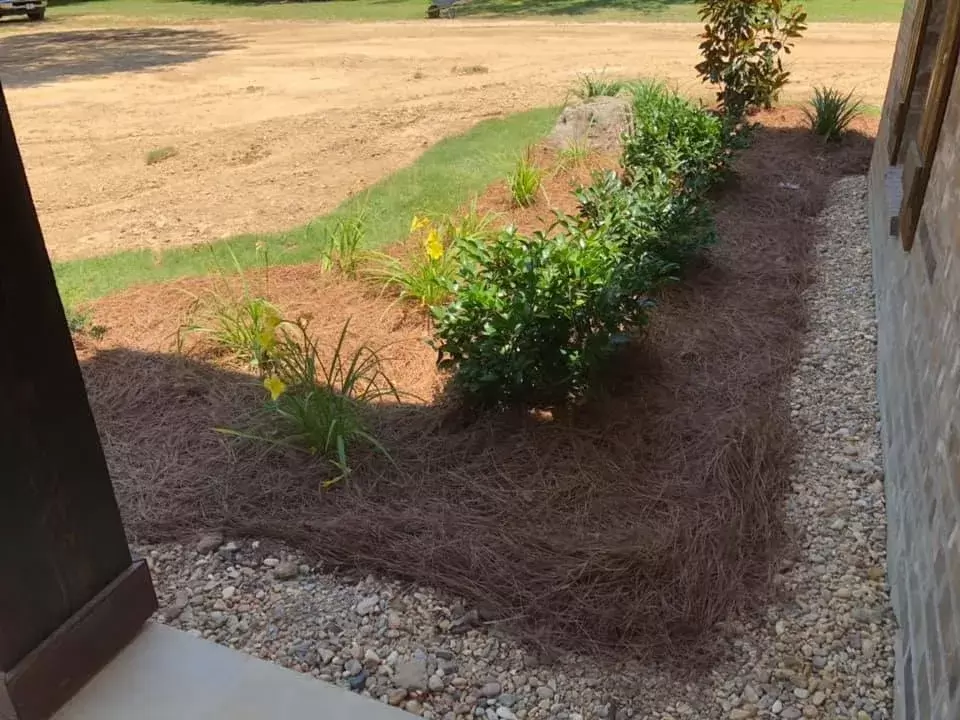 longleaf pine straw mulch with gravel around foundation