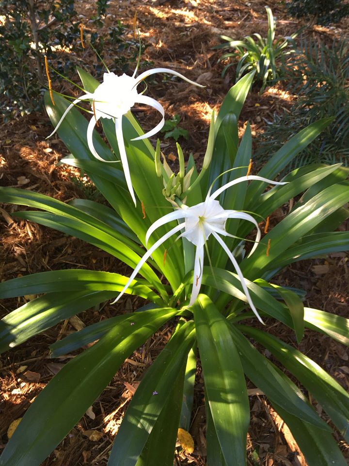 Spider Lilly in full bloom during the Summer