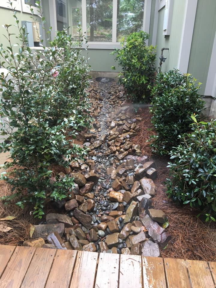 Drainage creek bed with micro-irrigation and sweet olive plants