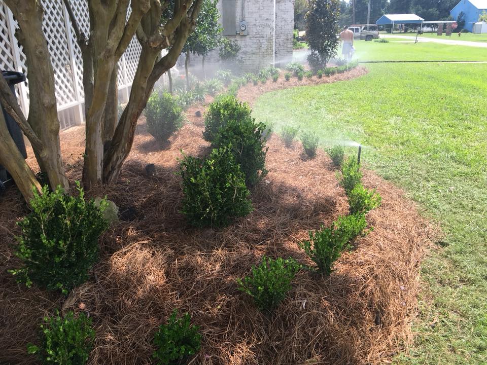 formal landscape design in Richland Parish. Boxwood borders with cone shaped Holly globed wintergreen boxwoods